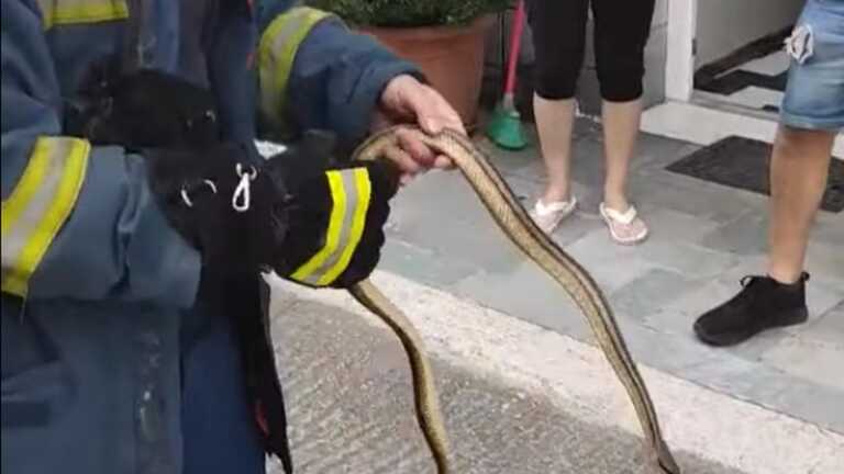 Πυροσβέστης στη Λάρισα πιάνει με τα χέρια του φίδι που μπήκε σε σπίτι