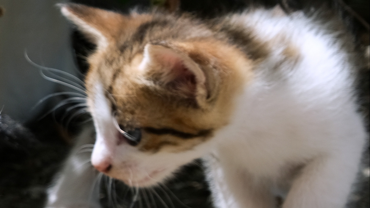 Γάτα νάνος στην Αγγλία έχει ξετρελάνει το διαδίκτυο – Δείτε το αξιολάτρευτο κατοικίδιο
