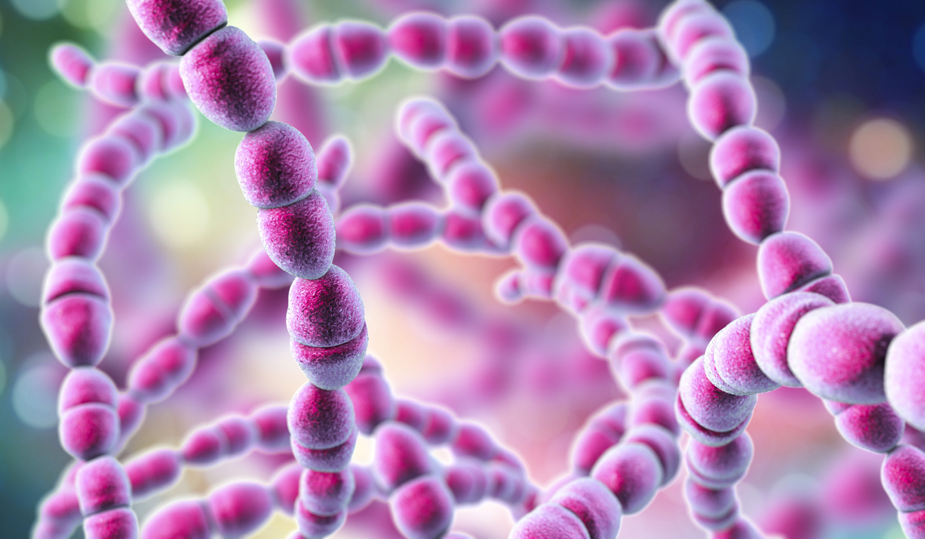 Bacteria Streptococcus thermophilus, 3D illustration. Probiotic Gram-positive spherical bacteria used in cheese and yogurt production