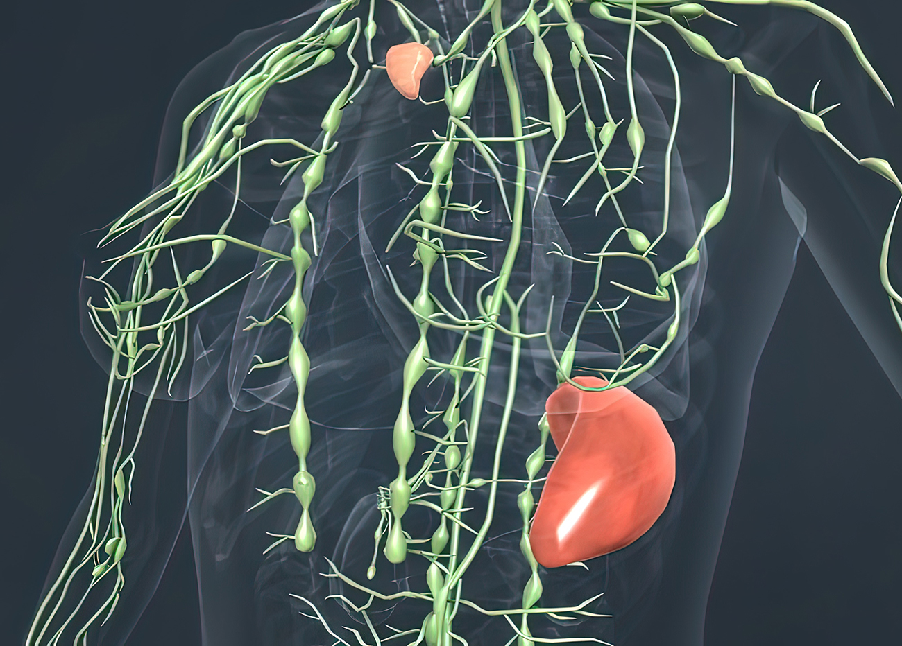 Lymph nodes and Thyroid glands
