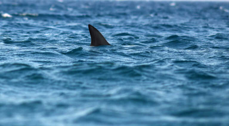 Η στιγμή που καρχαρίας 3 μέτρων περνάει δίπλα από σκάφος - Viral το βίντεο από τη Σέριφο