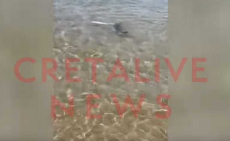 Η στιγμή που μικρός καρχαρίας κυνηγάει κέφαλο στα ρηχά παραλίας - Δείτε το βίντεο από το σημείο