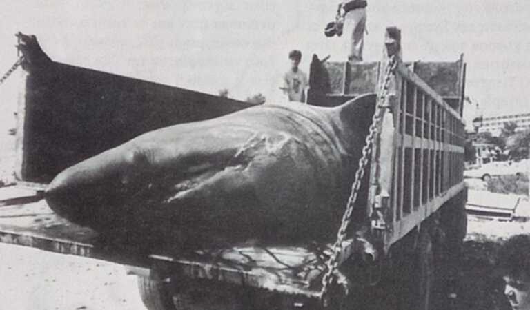 Η μέρα που ψαράδες στους Αγίους Θεοδώρους σήκωσαν καρχαρία 7,5 μέτρων που ζύγιζε 2,5 τόνους