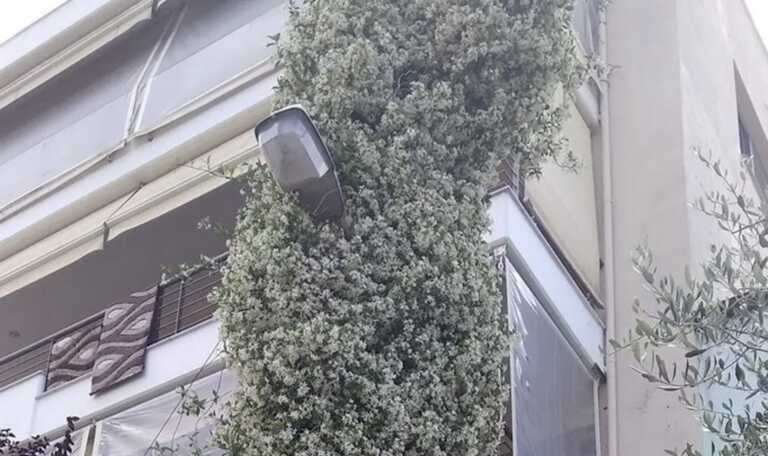 Αυτό είναι το αναρριχώμενο φυτό που «εξαφάνισε» κολώνα της ΔΕΗ σε δρόμο της Θεσσαλονίκης