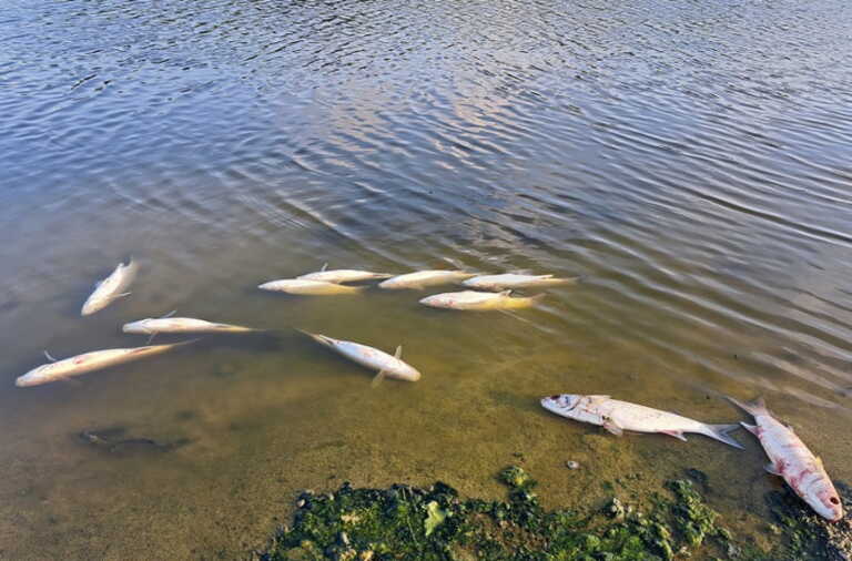 Γέμισε νεκρά ψάρια το φράγμα Αποσελέμη στο Ηράκλειο - Εικόνες από το θλιβερό θέαμα