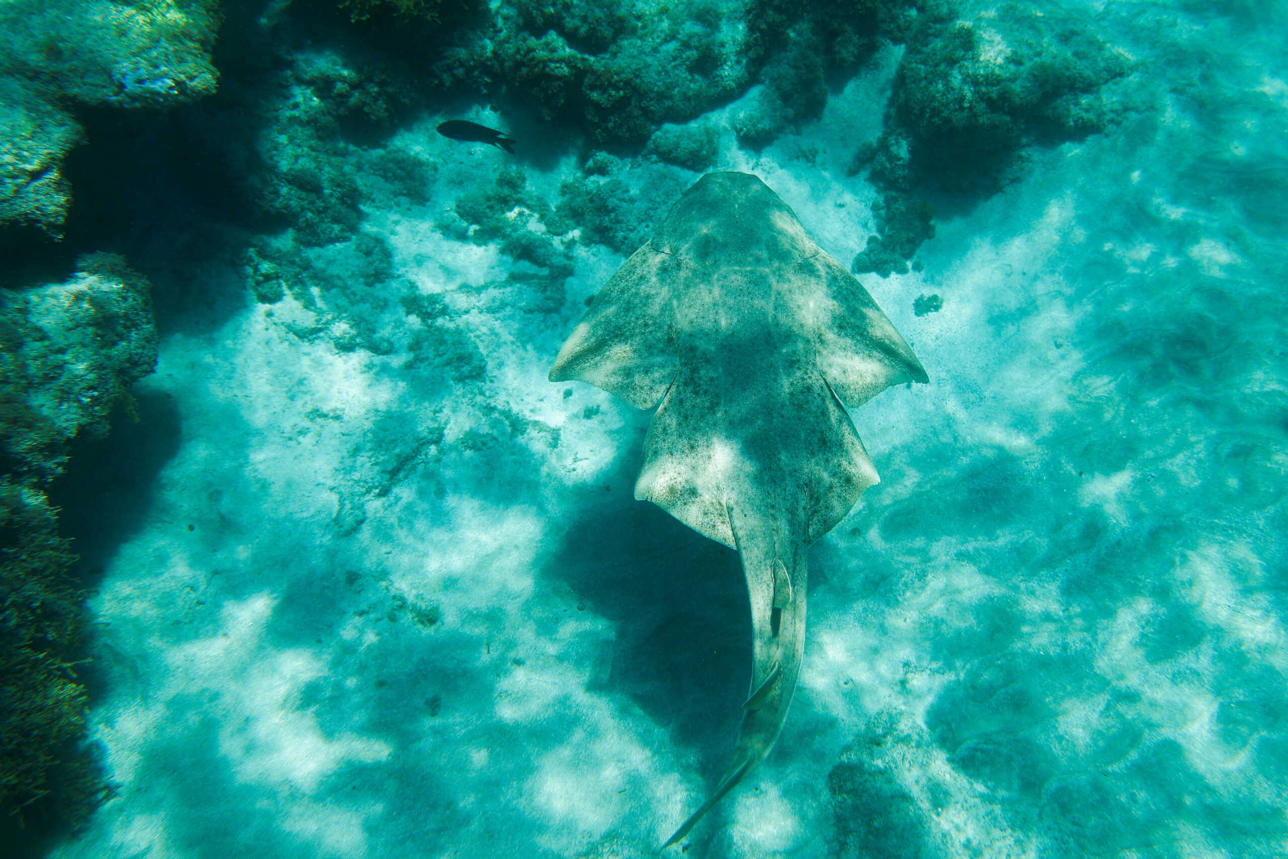 A specimen of an endangered species Angel Shark (Squatina Squatina) is pictured at Arinaga beach, in the island of Gran Canaria, Spain April 29, 2023. REUTERS