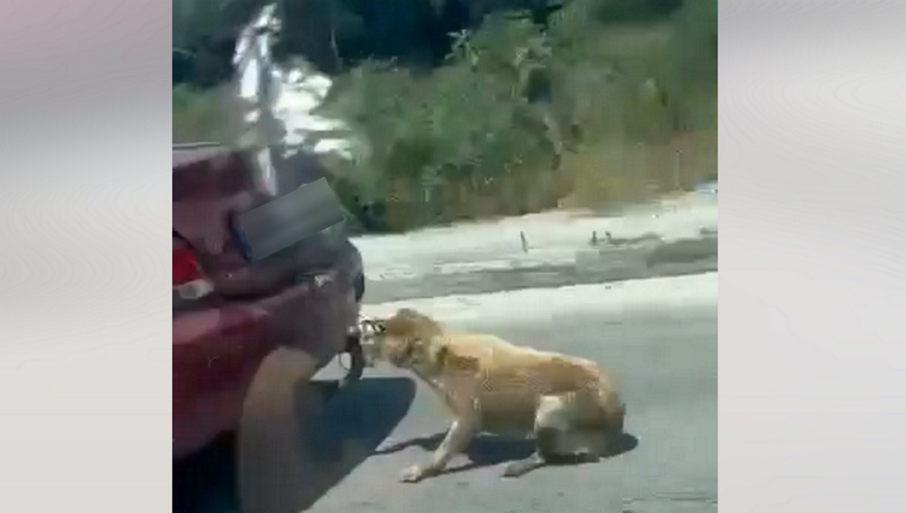 Ζάκυνθος: Έσερνε το σκύλο πίσω από το αυτοκίνητο δεμένο με σύρμα