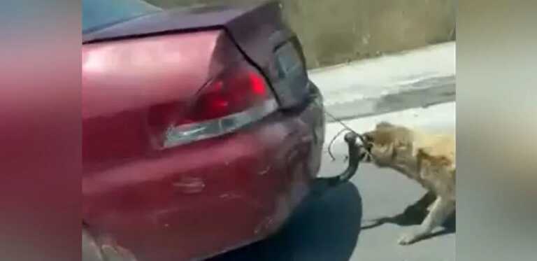 Πρόστιμο 30.000 ευρώ στον οδηγό που έσερνε στη Ζάκυνθο ένα σκύλο δεμένο στον κατσαδόρο αυτοκινήτου