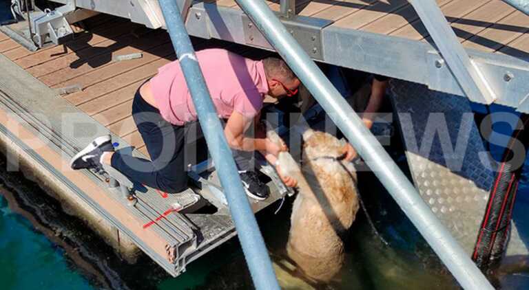 Κλωτσιά έστειλε αδέσποτο σκύλο στη θάλασσα του λιμανιού στην Καβάλα - Οι εικόνες και τα λόγια του δράστη