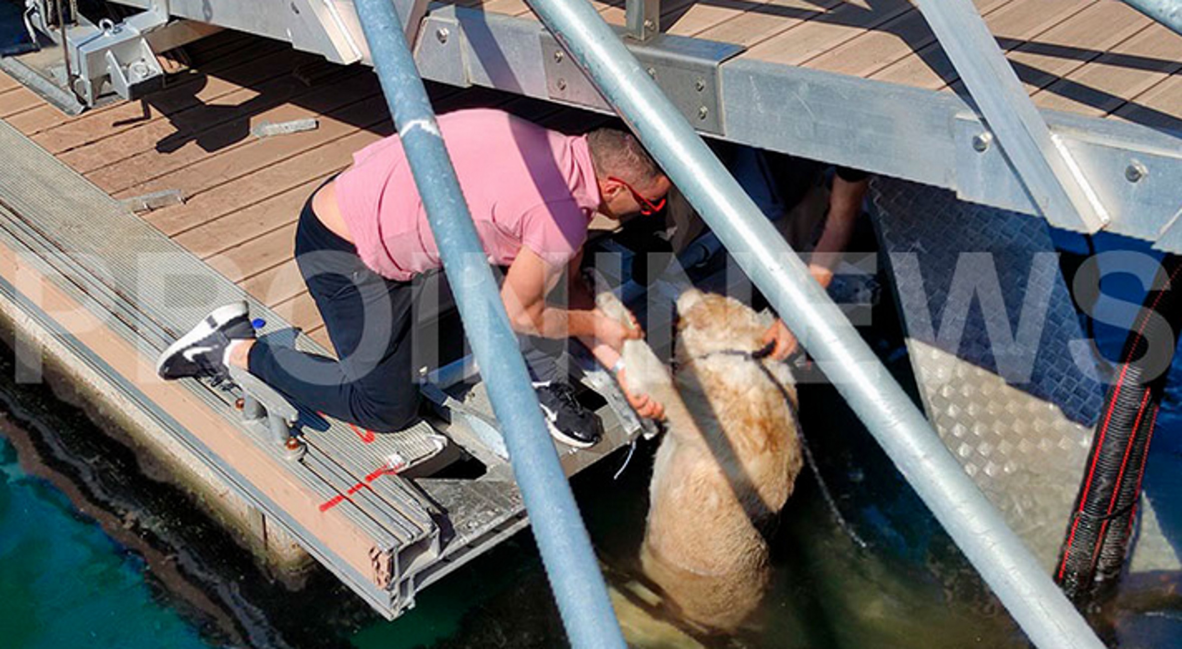 Καβάλα: Σκύλος στη θάλασσα από κλωτσιά που δέχτηκε – Δείτε τις εικόνες