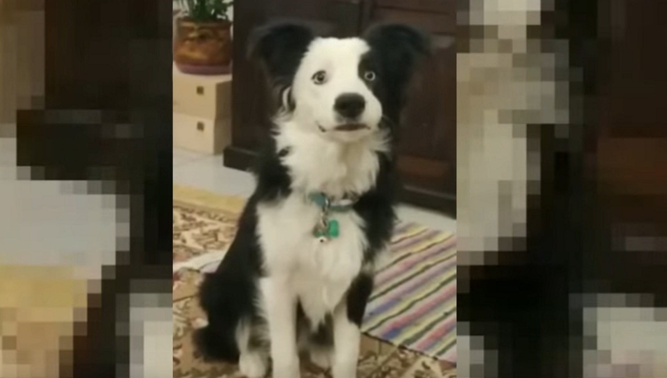 Μύκονος: Πανέξυπνος σκύλος εκτελεί εντολές και γίνεται viral – Δείτε το βίντεο