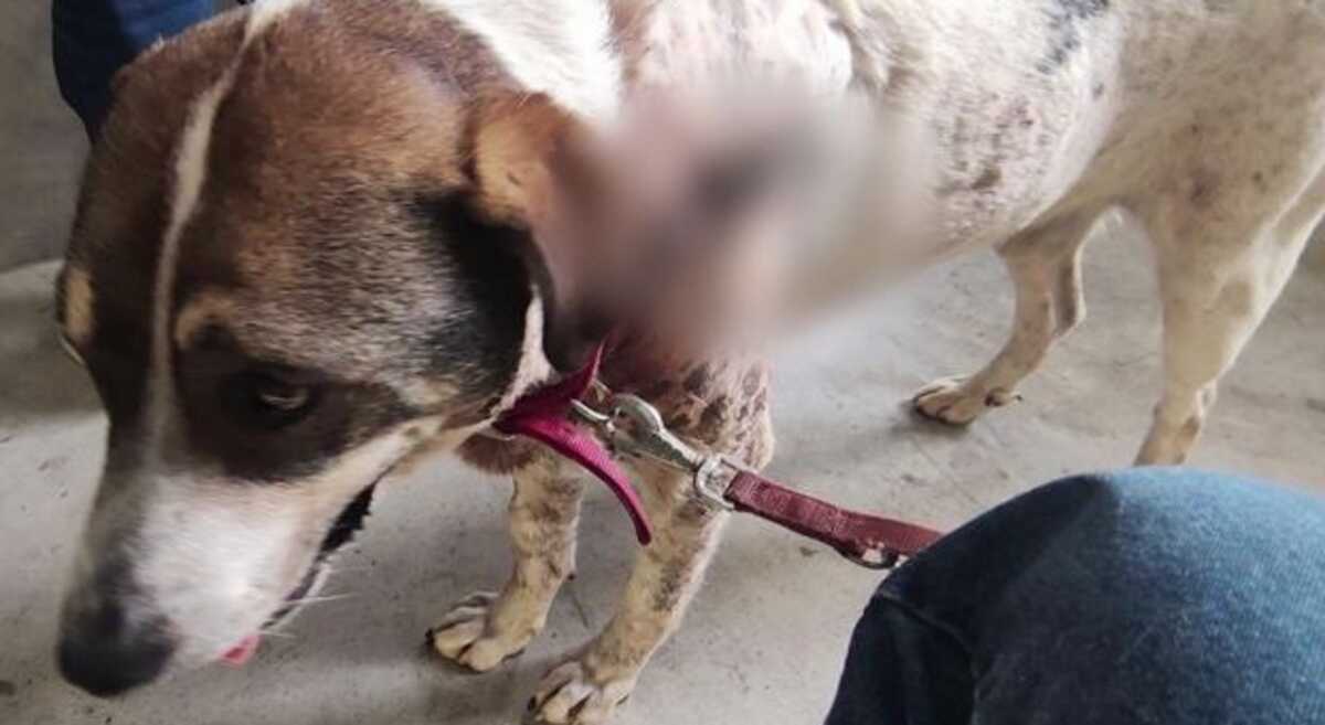 Βόλος: Αυτός είναι ο σκύλος που δέχτηκε 20 σκάγια – Μαρτυρία για τον δράστη της κτηνωδίας