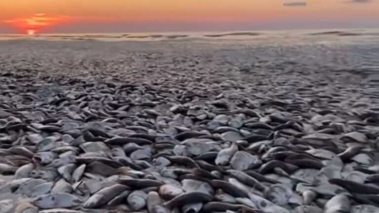 Η θάλασσα στο Τέξας ξέβρασε χιλιάδες νεκρά ψάρια - Απόκοσμες εικόνες από το φαινόμενο
