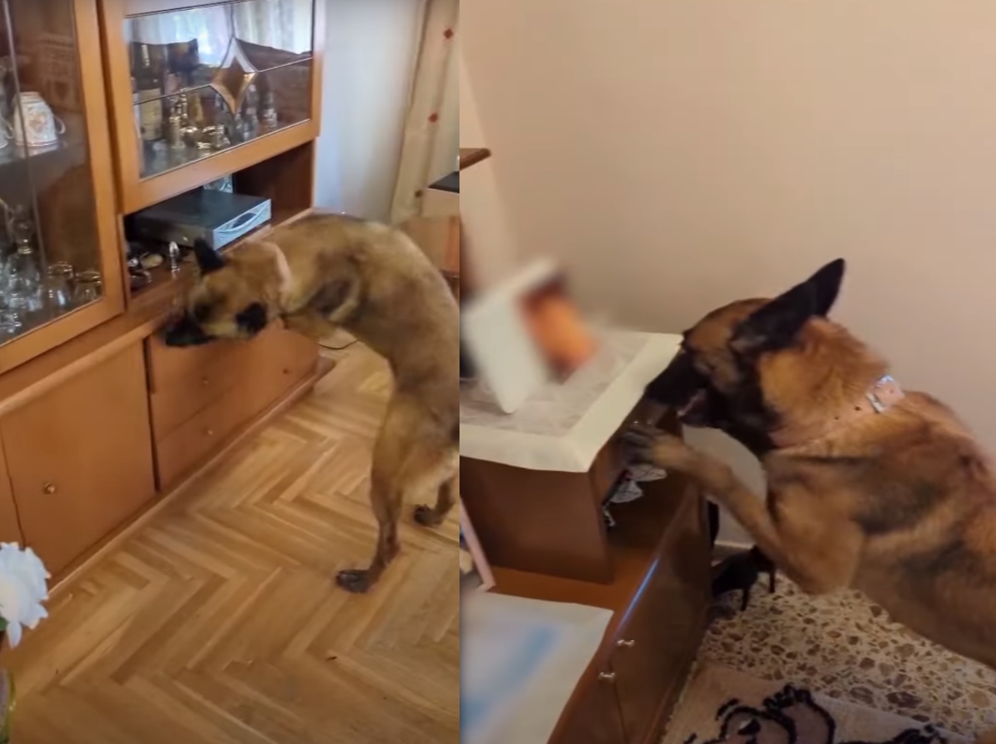 Κάτω Πατήσια: Βίντεο με τον σκύλο της ΕΛΑΣ να ξετρυπώνει τα ναρκωτικά της 66χρονης