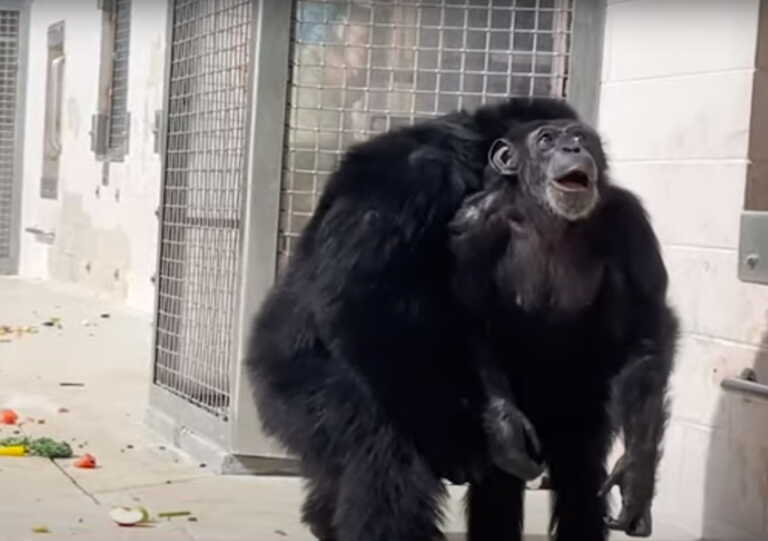 Βίντεο με χιμπατζή να βλέπει για πρώτη φορά το φως του ήλιου - Ζούσε σε κλουβί όλη της τη ζωή