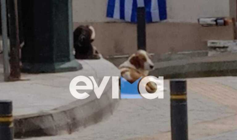Κύμη: Οργή και έρευνες για τον άγνωστο που πυροβόλησε το σκυλάκι – μασκότ της περιοχής