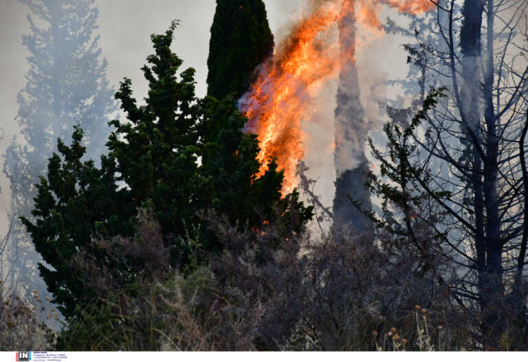 Φωτιά τώρα στον Αστακό: Στις φλογές πανέμορφο δάσος στην Αιτωλοακαρνανία