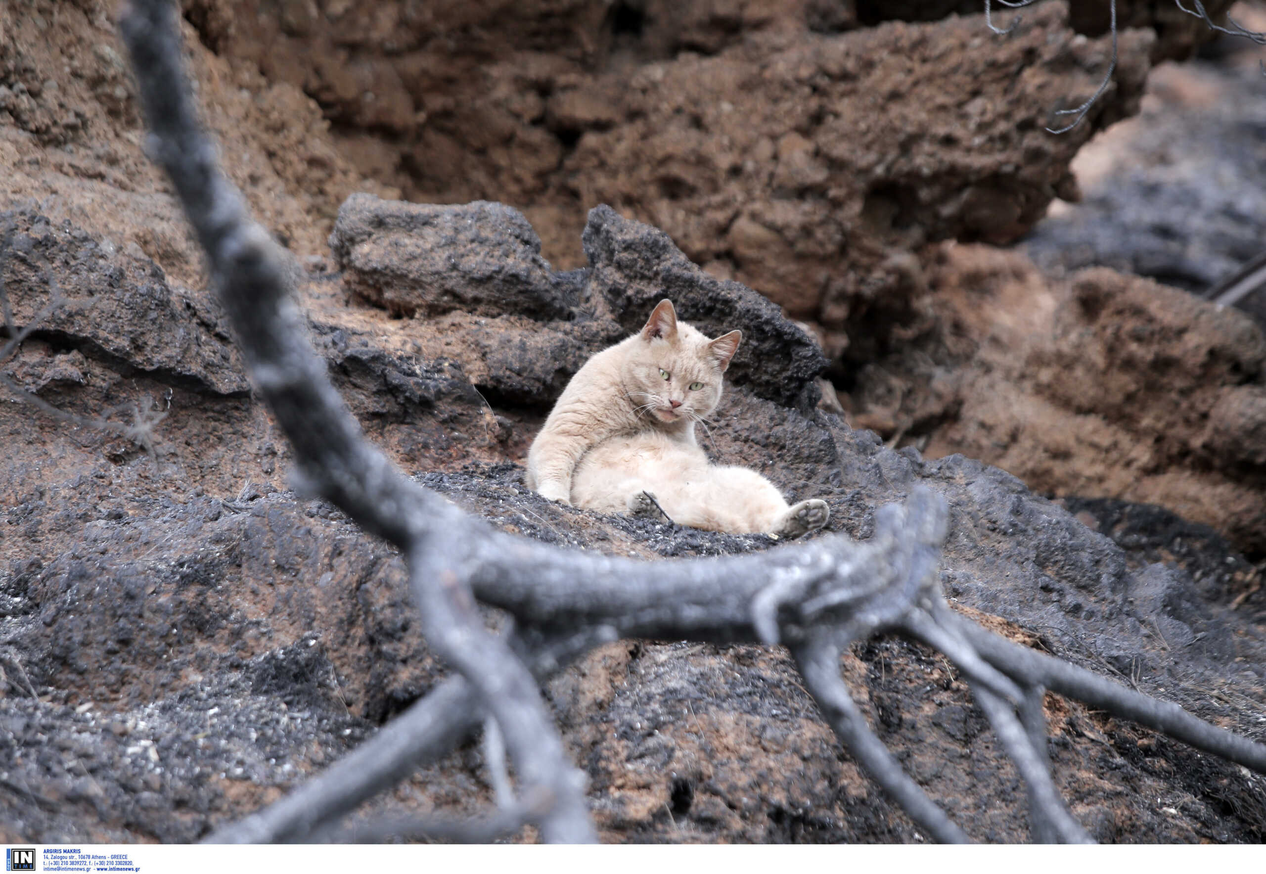«Μην εγκαταλείπετε τα ζώα σας αβοήθητα στη φωτιά»: Κραυγή από την Ειδική Γραμματεία για Προστασία Ζώων Συντροφιάς