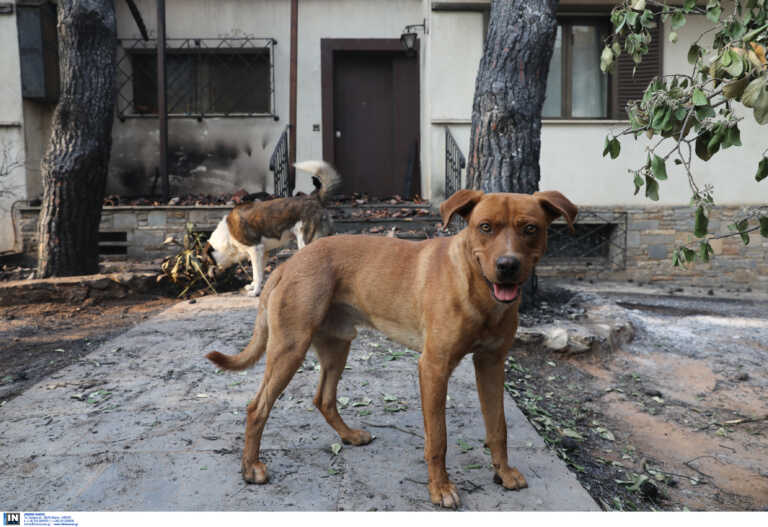Αστυνομικοί απεγκλωβίζουν σκύλο και τον σώζουν από τις φλόγες στη Μάνδρα
