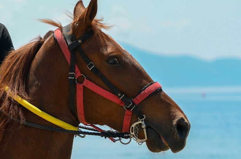 Άφησε άλογο να πεθάνει χωρίς νερό και δεμένο για μέρες στον καύσωνα - Τι ισχυρίζεται ο ιδιοκτήτης στα Χανιά
