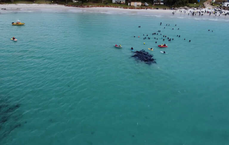 Μαυροδέλφινα εξώκειλαν σε ακτή της Αυστραλίας – Πέθαναν πάνω από 50