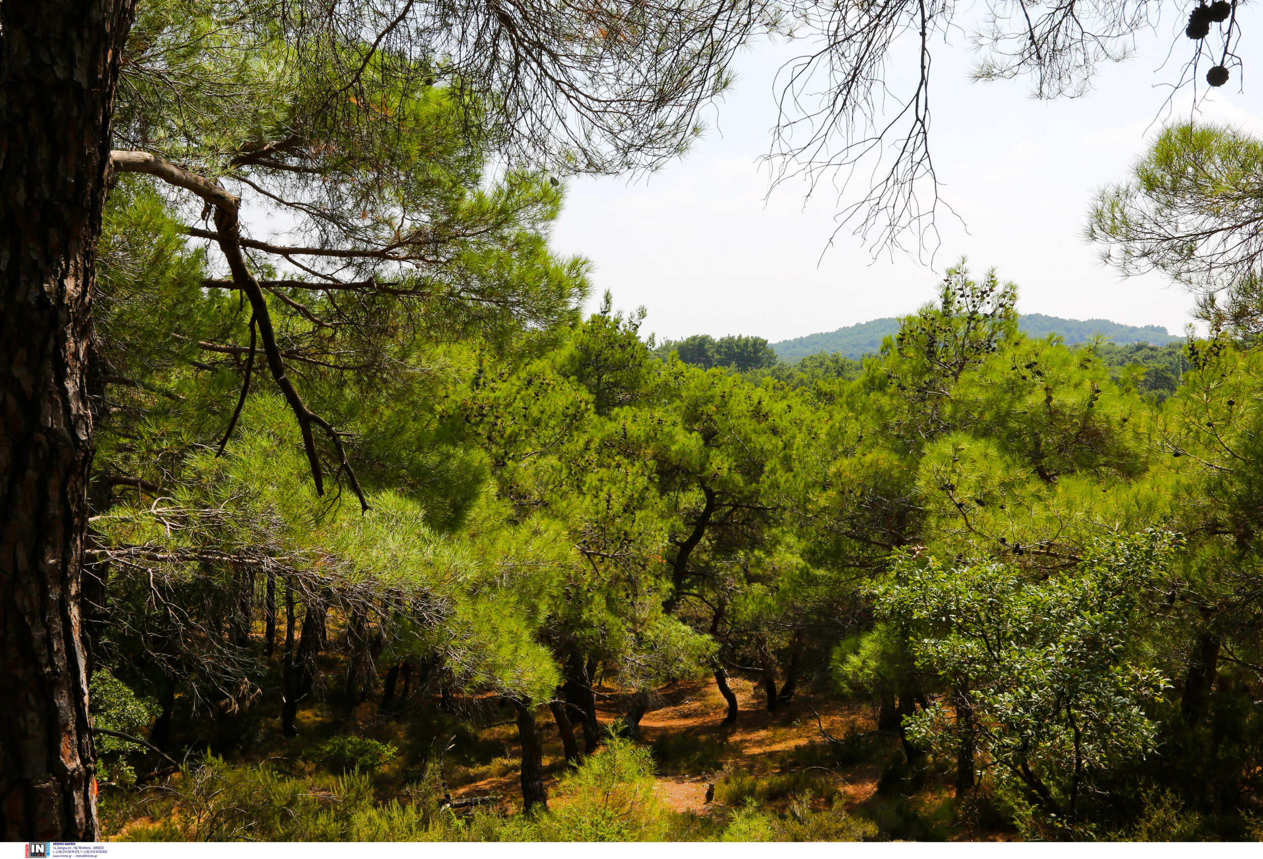 Καύσωνας: Απαγόρευση κυκλοφορίας σε δασικές περιοχές στην Κασσάνδρα και Σιθωνία στη Χαλκιδική