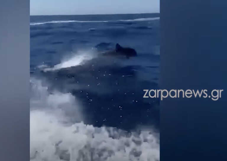 Βίντεο με δελφίνια να κάνουν ένα μοναδικό σόου δίπλα από σκάφος ανοιχτά της Γραμβούσας στην Κρήτη