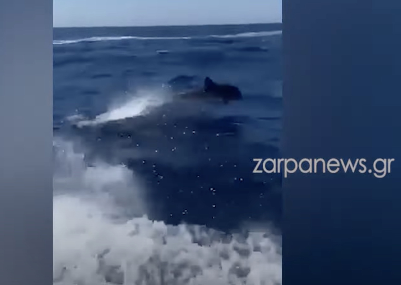 Χανιά: Βίντεο με δελφίνια να χορεύουν στη θάλασσα ανοιχτά της Γραμβούσας