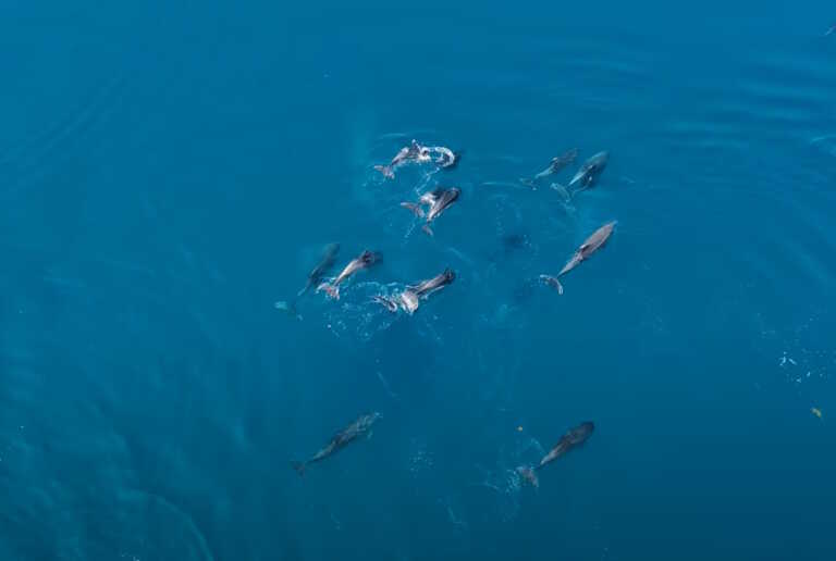 Μοναδική «θαλασσογραφία»! Δελφίνια πρόσφεραν εκπληκτική «παράσταση» στον Θεολόγο