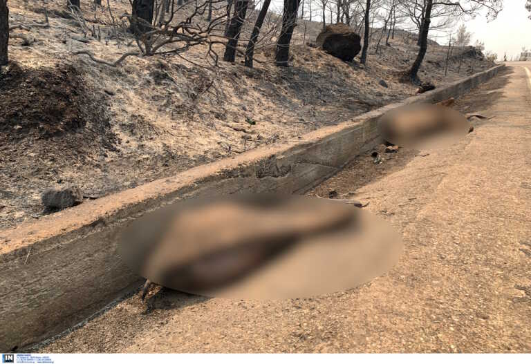 Θύματα στον βωμό της πύρινης λαίλαπας ελάφια και άλλα ζώα, που πέθαναν στη φωτιά στη Ρόδο