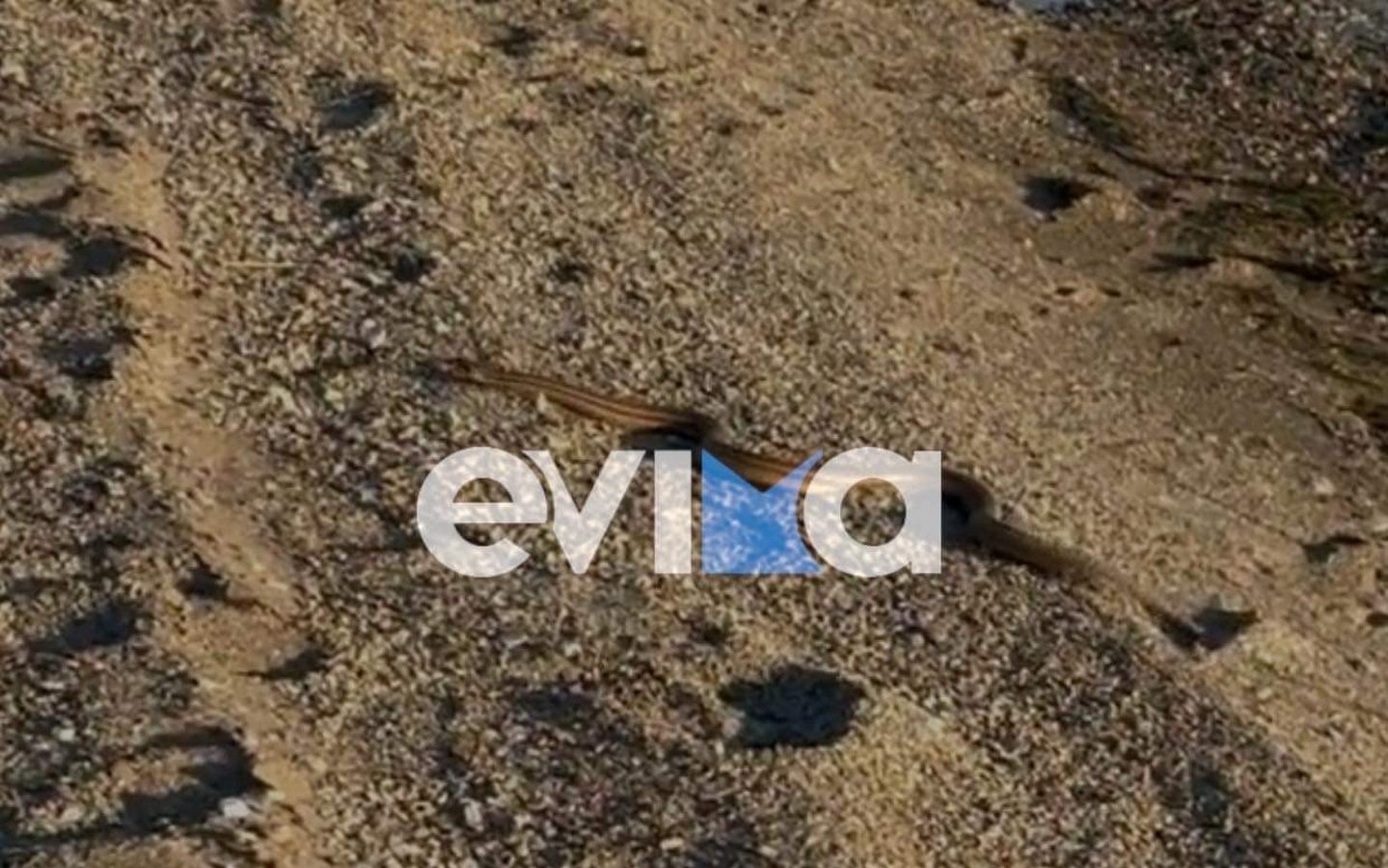 Εύβοια: Αντιδήμαρχος κολυμπούσε στη θάλασσα με ένα φίδι