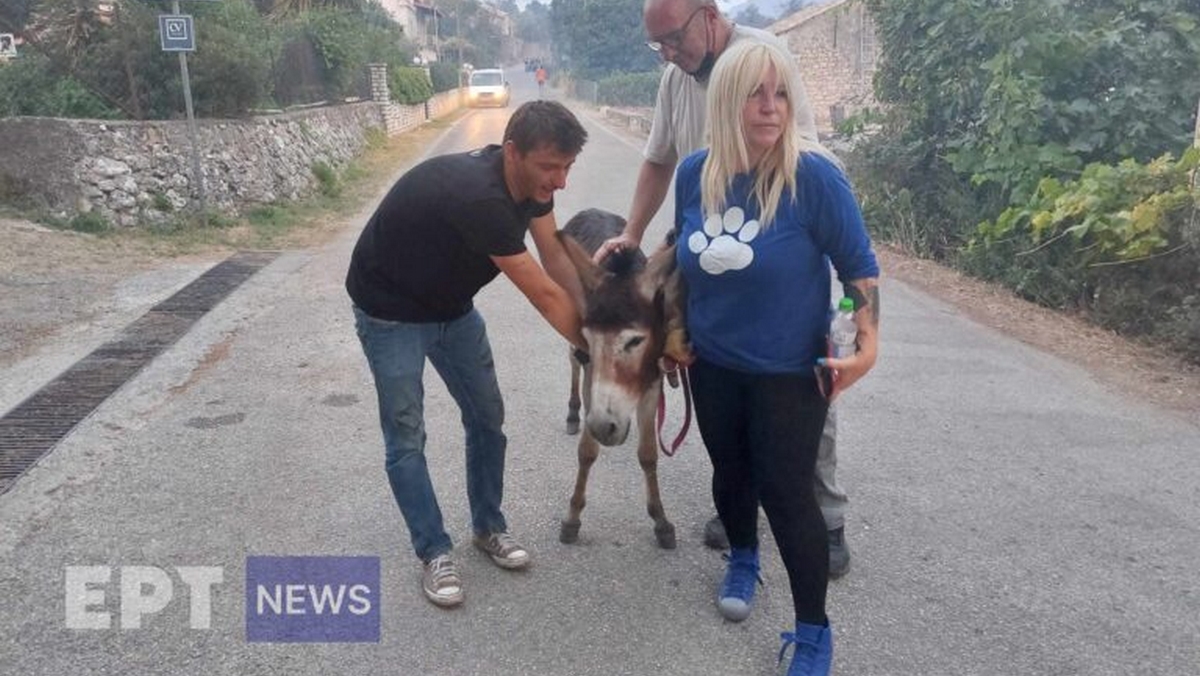 Φωτιά στην Κέρκυρα: Εθελοντές απομακρύνουν ζώα από τα καμένα στο χωριό Λόυτσες