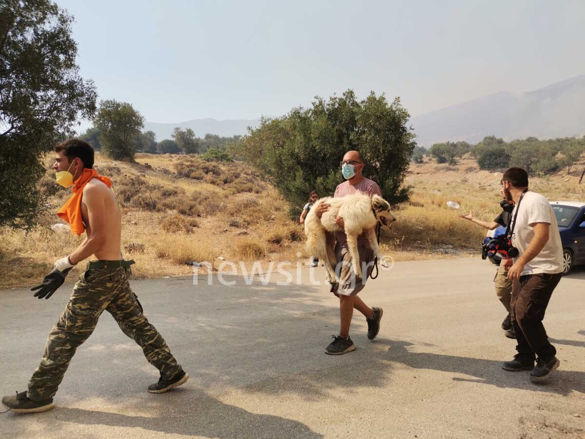 Φωτιά στα Μέγαρα: Εθελοντές απομακρύνουν ζώα από την Άνω Βλυχάδα