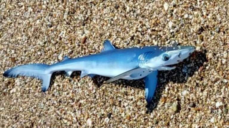 Αυτός είναι ο γαλάζιος καρχαρίας που βγήκε στα ρηχά παραλίας του Έβρου την ώρα που έπαιζαν παιδιά
