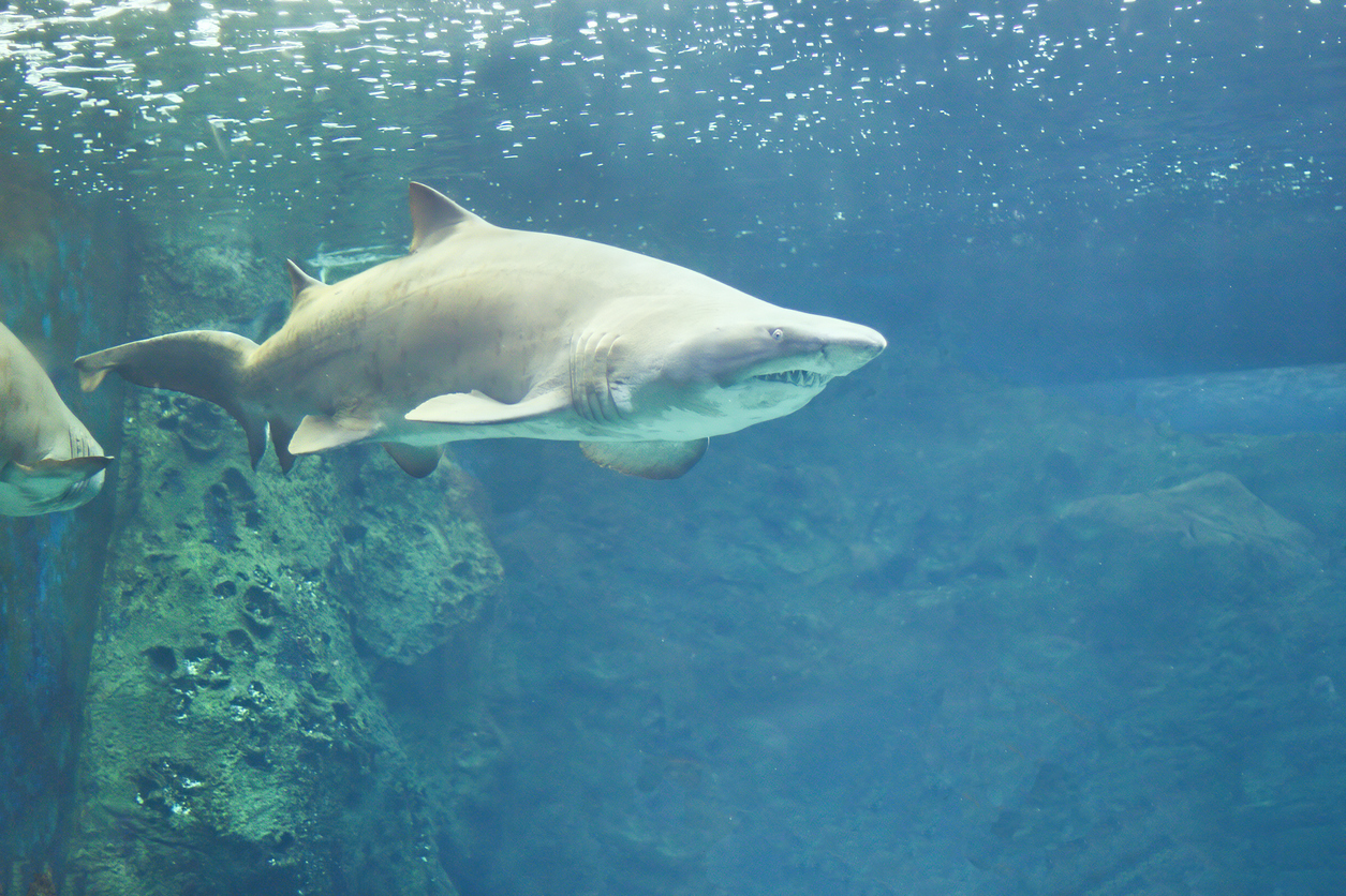 Three people were rescued after a shark attacked the inflatable raft they were on