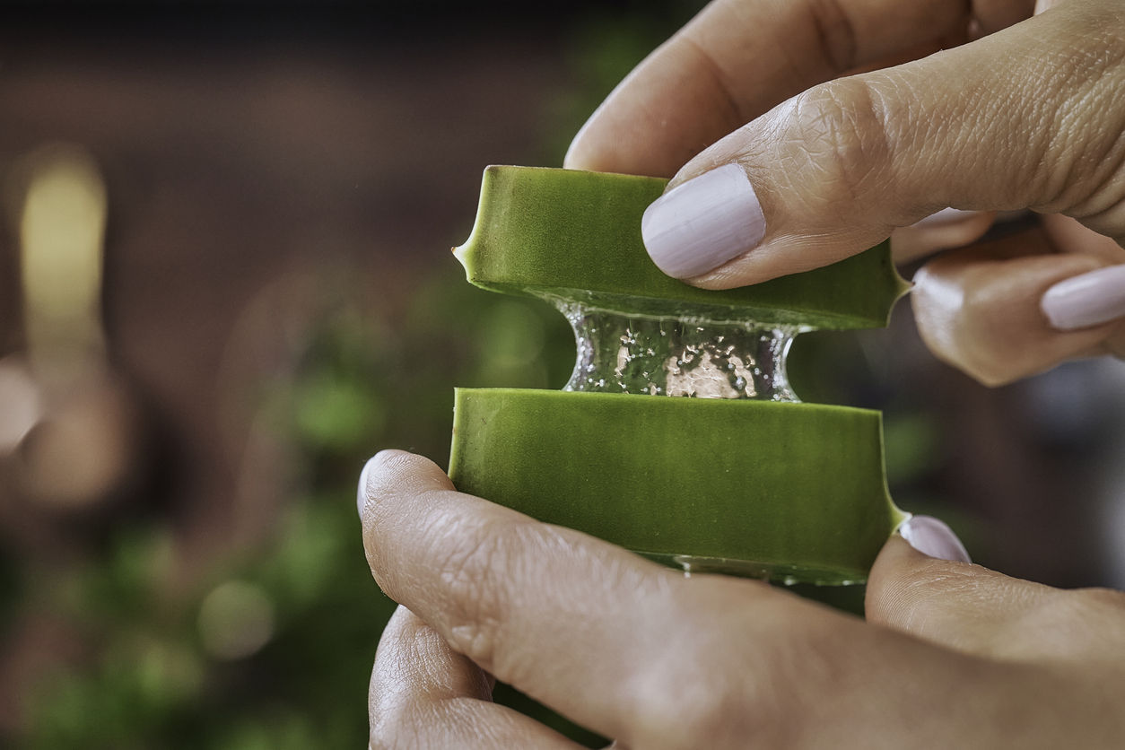 Woman hands holding aloe vera slices. Skincare treatments