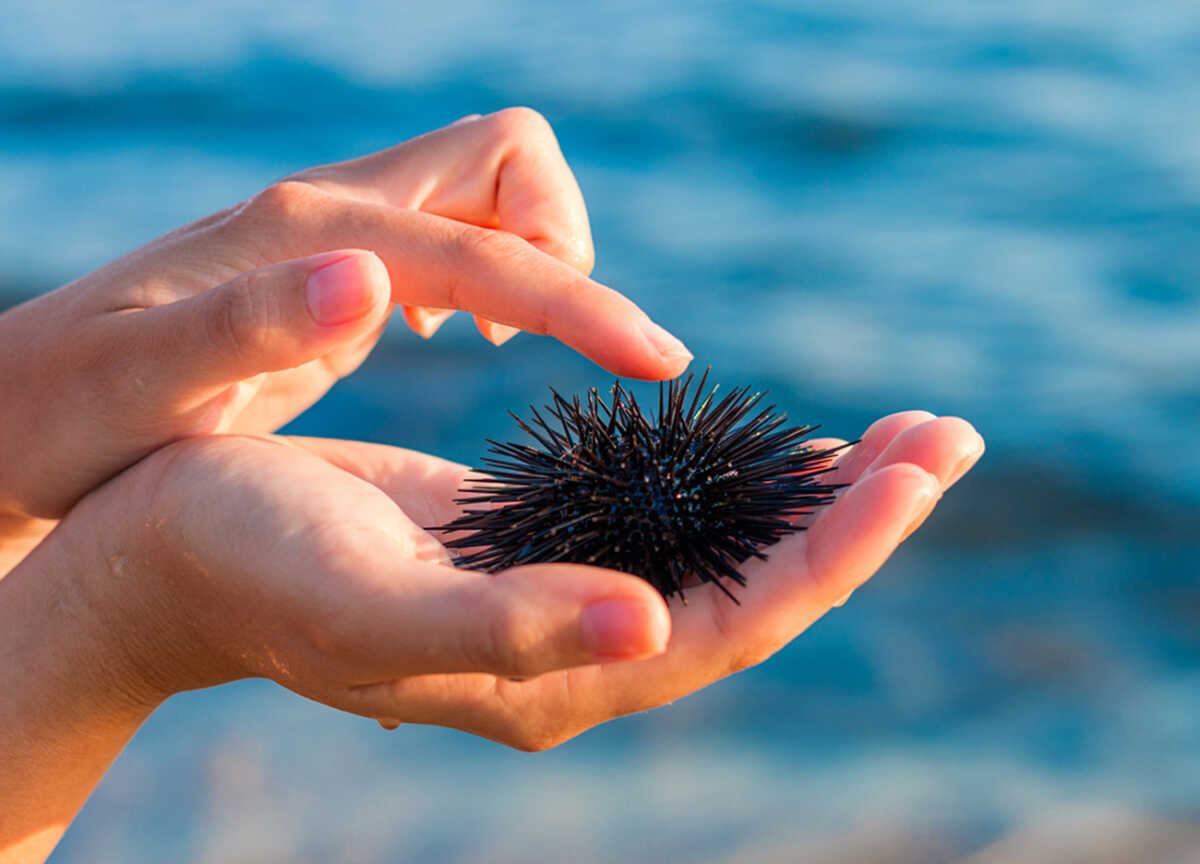 Sea urchin in beautiful woman's hand