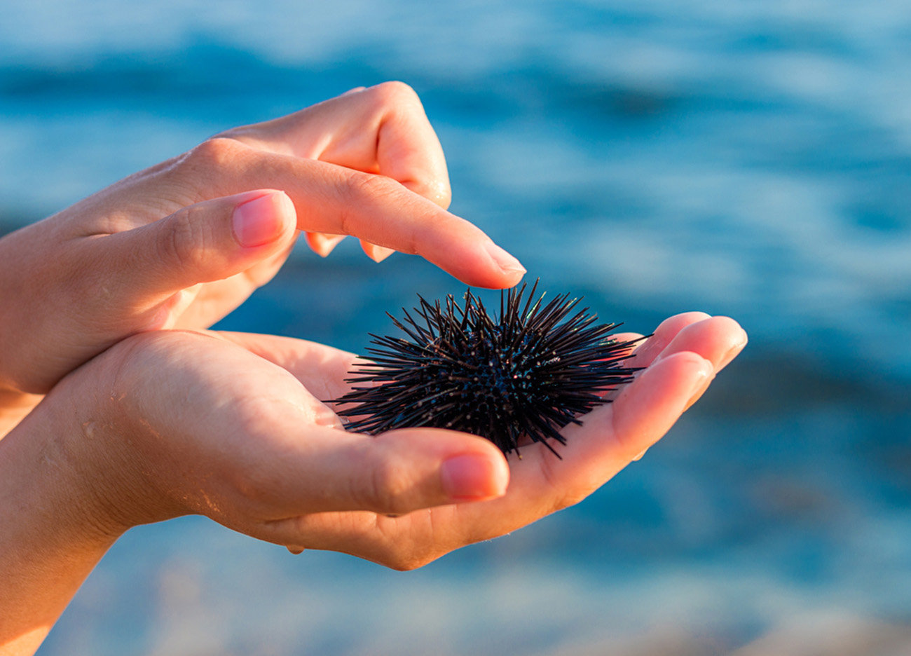 Sea urchin in beautiful woman's hand