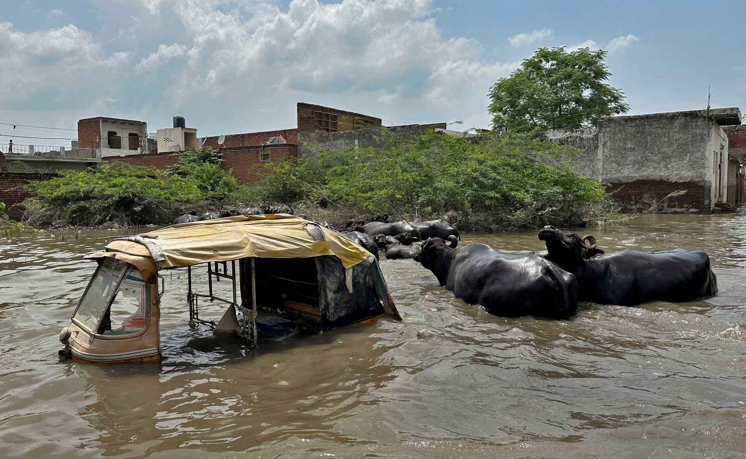 Buffalos move past a partially submerged auto-rickshaw in a water-logged area following heavy rains in Mathura, India, July 19, 2023. REUTERS