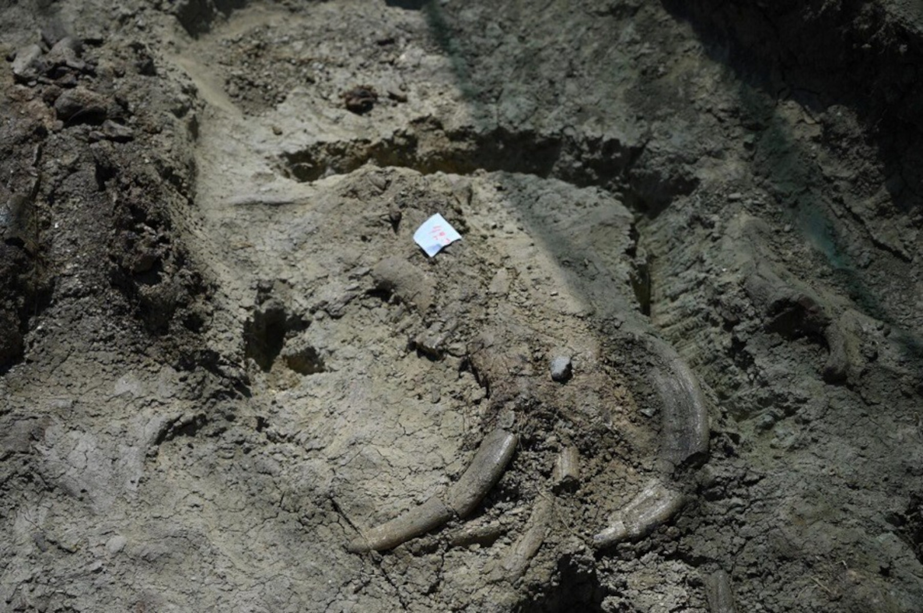 Λασίθι: Εντυπωσιακή ανακάλυψη στο οροπέδιο Καθαρού- Βρέθηκαν προϊστορικά οστά νάνου ιπποπόταμου