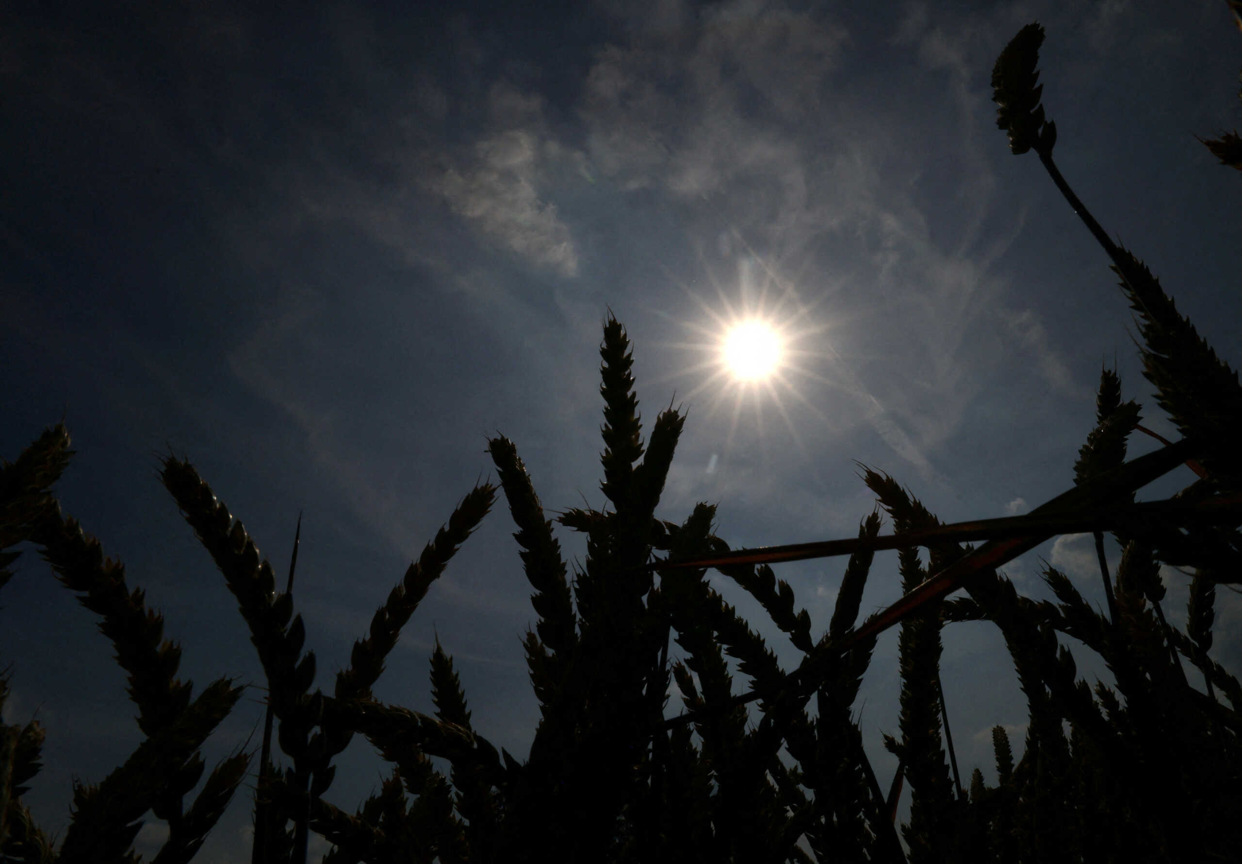 Wheat is seen in a field as the heat wave grips Europe, in Sint-Pieters-Leeuw, Belgium June 23, 2023. REUTERS