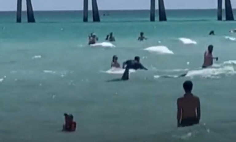 Καρχαρίας εμφανίστηκε στα ρηχά σε παραλία της Φλόριντα και προκάλεσε τρόμο