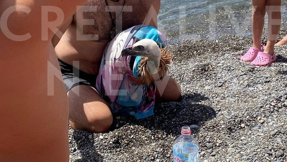 Κρήτη: Λουόμενοι βοήθησαν εξαντλημένο από τον καύσωνα γύπα – Είχε πέσει στο νερό