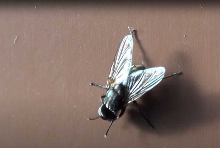Μύγες που αναπαράγονται με παρθενογένεση δημιούργησαν επιστήμονες στη Βρετανία
