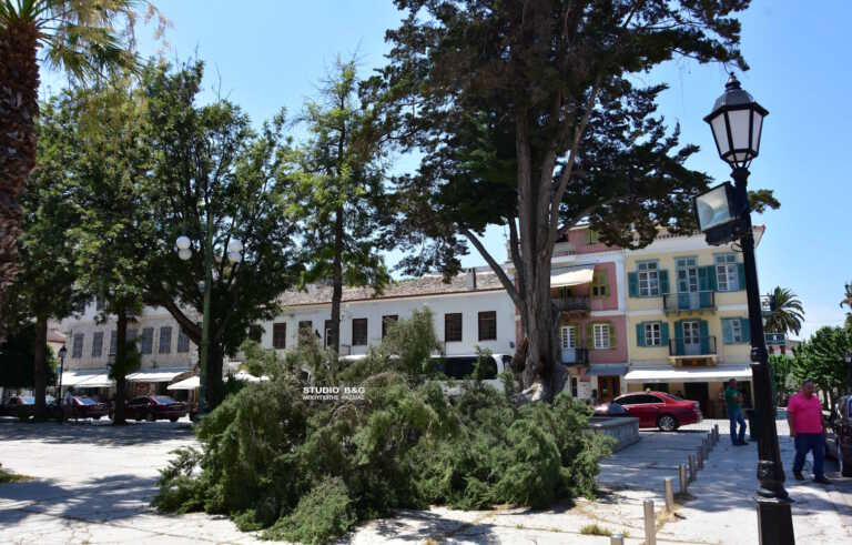 Τεράστιο κλαδί από πεύκο έπεσε σε κεντρικό σημείο του Ναυπλίου - Από θαύμα δεν υπήρξαν θύματα