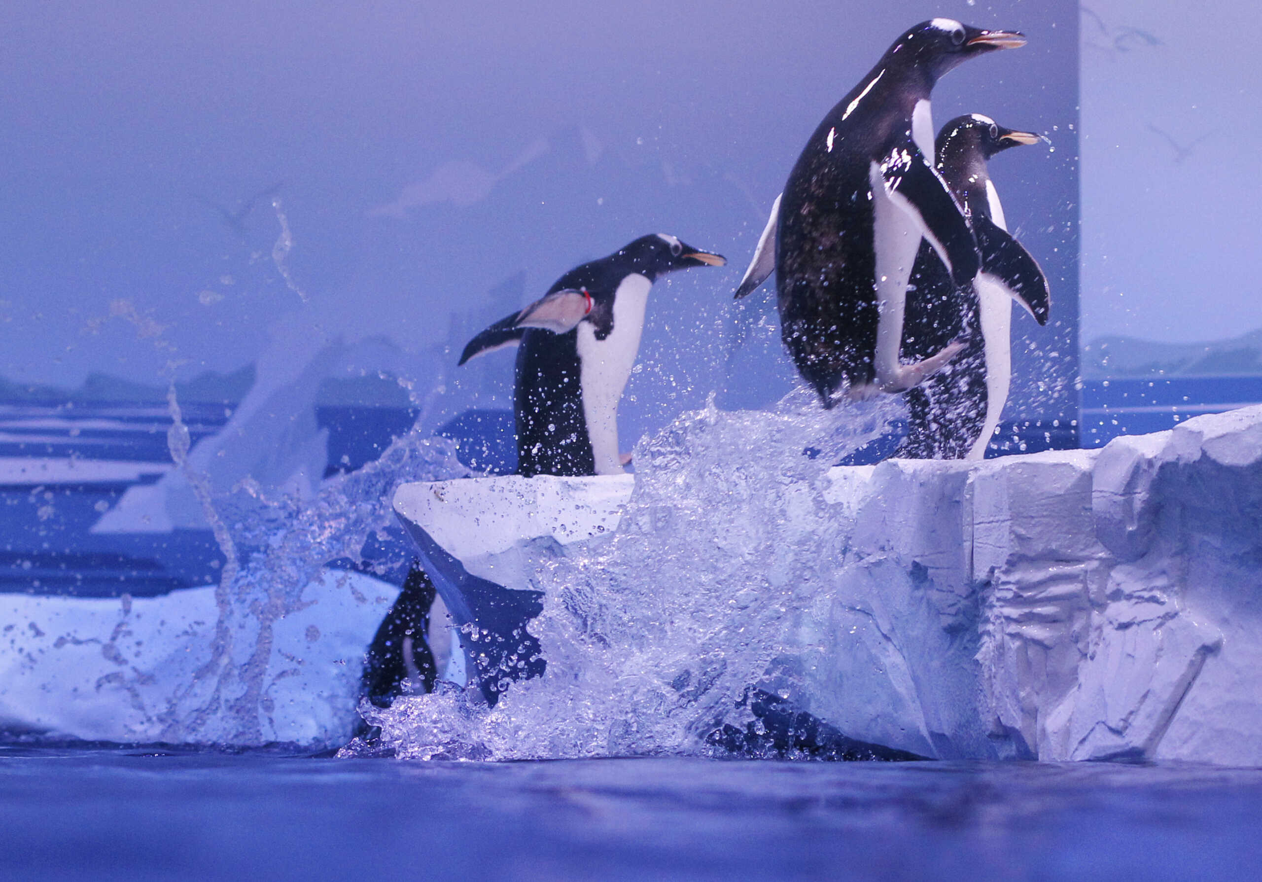 Gentoo penguins leap out of the water in their enclosure during a media presentation at the Sea Life London Aquarium May 18, 2011. The gentoo penguins which are native to Antartica, were acquired from Edinburgh Zoo and are a new attraction at the aquarium.  REUTERS