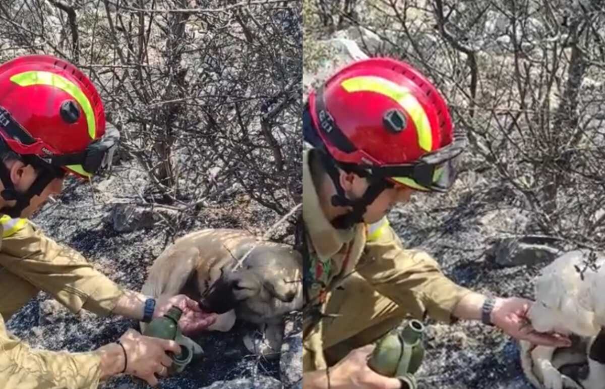 Φωτιά στα Δερβενοχώρια: Τα συγκινητικά πλάνα με σκυλάκια που πίνουν νερό από τα χέρια πυροσβέστη