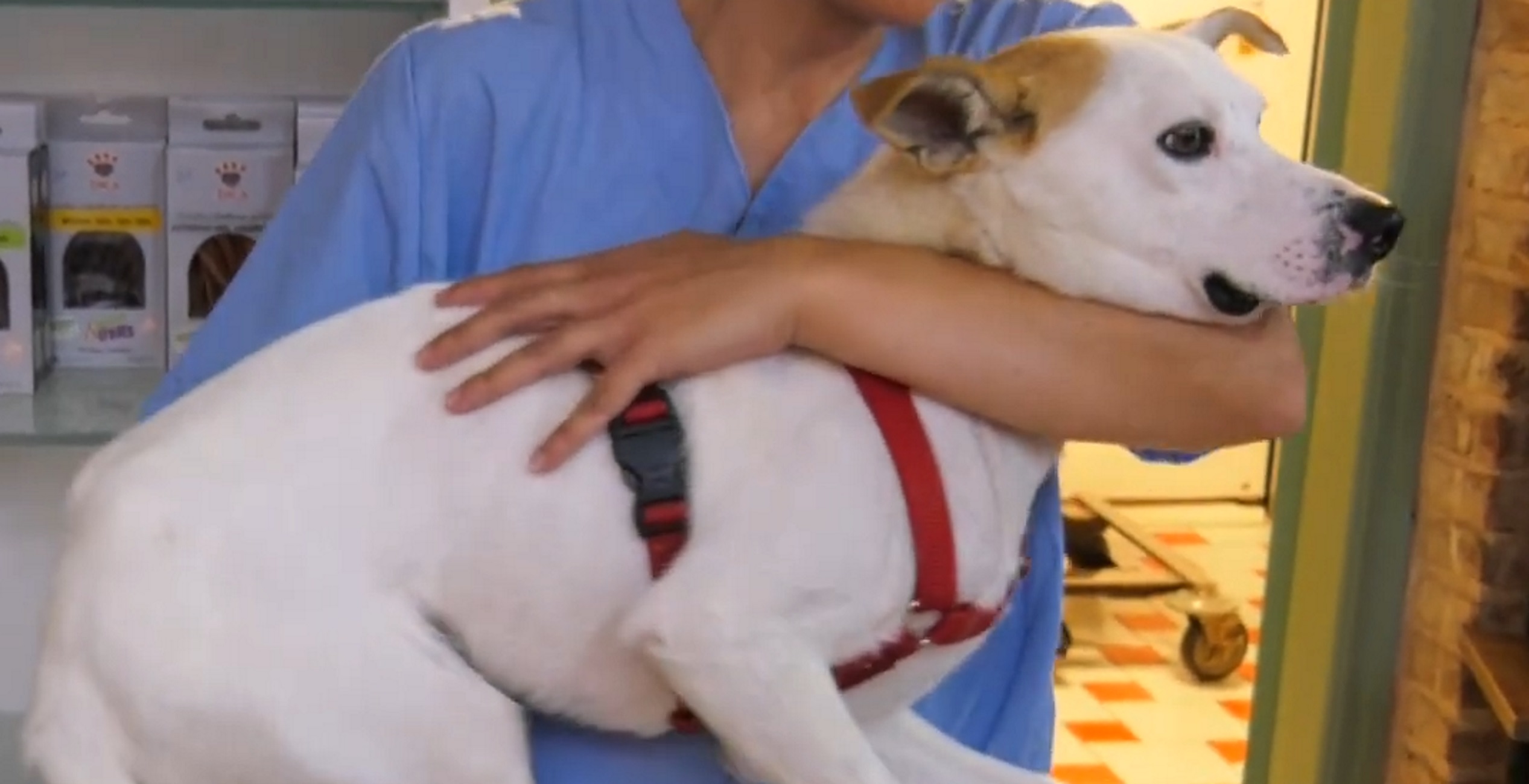 Λέσβος: Υιοθετήθηκε ο σκύλος που κακοποιήθηκε όσο ήταν κουτάβι – Δείτε βίντεο