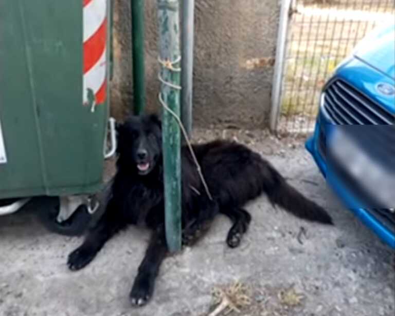 Ακρωτηρίασε σκύλο στο Ρέθυμνο και τον έδεσε στα σκουπίδια - Εικόνες σοκ που προκαλούν αποτροπιασμό