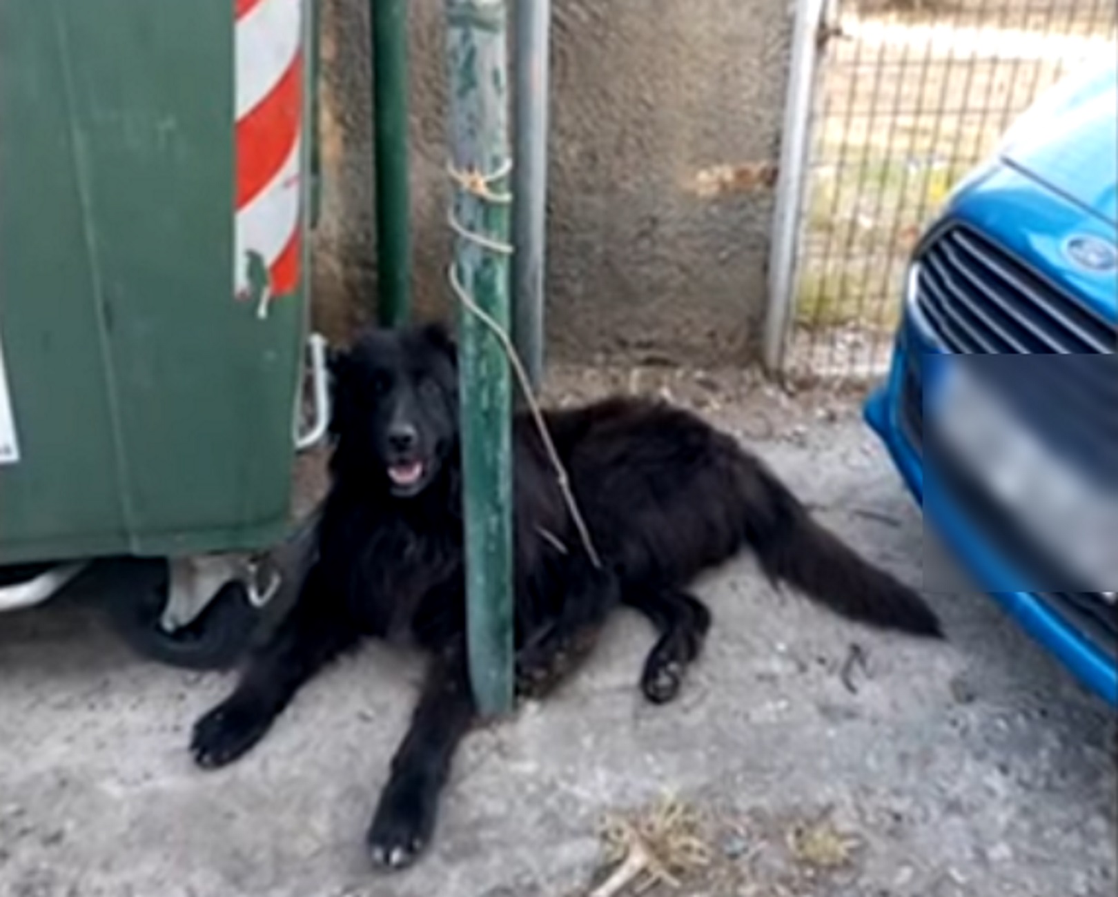 Κρήτη: Ακρωτηρίασε σκύλο στο Ρέθυμνο και τον έδεσε στα σκουπίδια